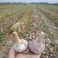 China red garlic new crop hot sale / high quality fresh garlic export 2021